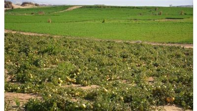 غدا.. البحوث الزراعية بالوادي الجديد تنظم دورة حول مكافحة الأمراض الحقلية والبستانية