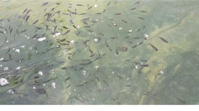 الزراعة: إنشاء مزرعة سمكية في محافظة جنوب سيناء