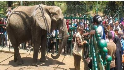 الزراعة تضع 3 شروط لدخول الزائرين إلى حديقة حيوان الجيزة  بعد فتحها للجمهور غداً