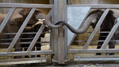 بعد فراق 12 عامًا.. لقاء مؤثر  بين فيلة وصغيرتها داخل حديقة بيرجزو | صور