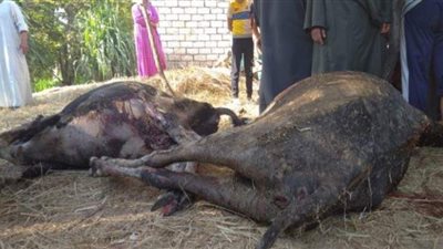 حريق يلتهم حظيرة مواشٍ  بـ