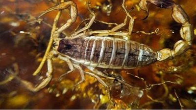 عقرب يختبئ في عنقود عنب يلسع روسية