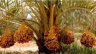 الوادي الجديد تطرح فرصا استثمارية لحفظ التمور