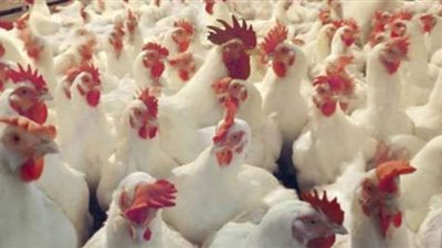 الثروة الداجنة: تكاتف جميع العاملين يضمن نجاح منظومة الإنتاج