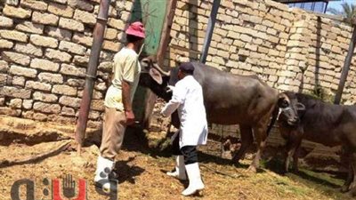 «بيطري الشرقية» تشن حملة تحصين على 575 منزلا ضد الأمراض  الوبائية | صور