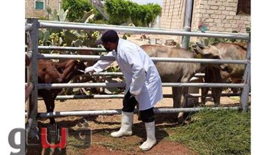 تحصين 18167  وترقيم 1832 رأس ماشية  بالشرقية