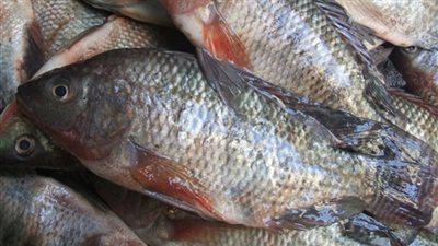 السمك «البلطي» يسجل 12.5 جنيهًا بسوق العبور