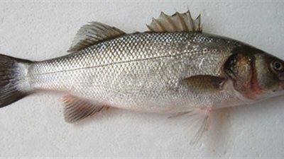 أول محصول من سمك القاروص بأستراليا