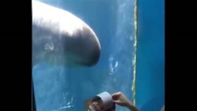 بالفيديو والصور.. حوت يرقص على أنغام الموسيقى
