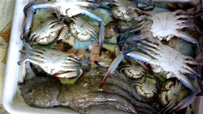 الكابوريا تسجل 50 جنيها بسوق الجملة