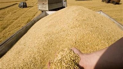المطاحن الخاصة: جرد توريد القمح المحلى في الشون لكشف التلاعب