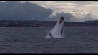 بالفيديو والصور.. سياح محظوظون يشاهدون قفزة نادرة لحوتين