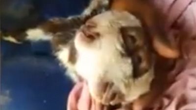 ولادة ماعز بوجهين وأربعة أعين بباكستان (فيديو وصور)