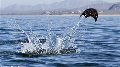 بالفيديو والصور.. أسماك تنافس الطيور في القدرة على الطيران