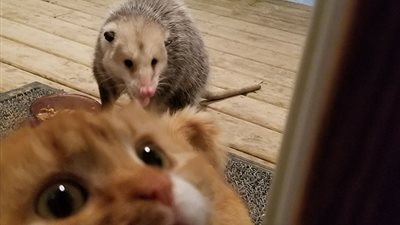 رد فعل طريف لقطة تشاهد حيوان «البوسوم» يسرق طعامها (صور)