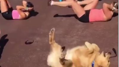 بالفيديو.. رد فعل كلب شاهد فتيات تمارسن التمارين الرياضية