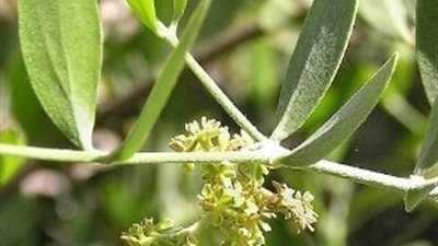 مستخلص الدجاج يحافظ على وظائف المخ لكبار السن