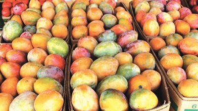 «الزراعة»: طلب لبنان فحص مزارع المانجو المصرية انتهاك للسيادة