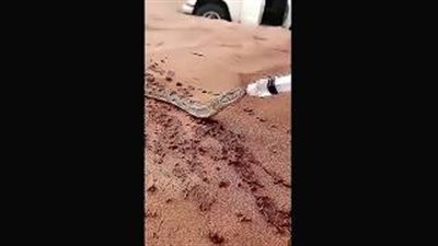 بالفيديو.. رجل يسقي ثعبانا ماء وسط الصحراء