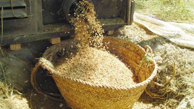 البيئة: حصاد 98% من الأرز بالغربية