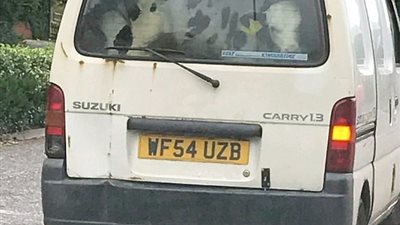 بالصور.. سائق يرصد أغرب طريقة لنقل الأبقار