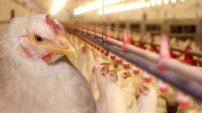 غرفة القاهرة: استحواذ كبار المنتجين على الكتكوت وراء ارتفاع أسعار الدواجن