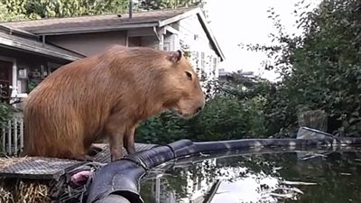 بالفيديو والصور.. «كابيبارا» يقلد قفزات سباحي الأولمبياد