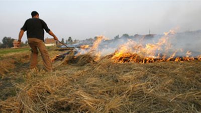 البيئة توضح سبل استفادة الفلاحين ماديا من قش الأرز