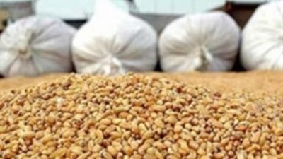 «التعاوني الزراعي»: بيع القمح كعلف للماشية أفضل من توريده للحكومة