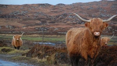 بقرة تمتلك قرنا على شكل هاتف (صور)