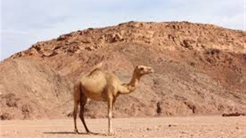 فيتو