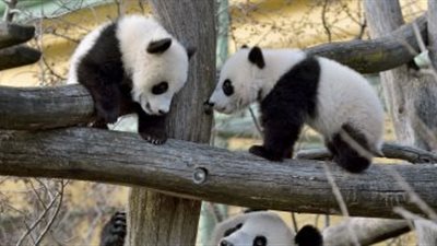 الفرنسيون على موعد لمشاهدة مولود الباندا الجديد بحديقة «بوفال»