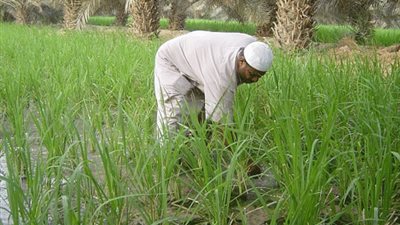 إرجاء التصويت على قانون استثناء الوادي الجديد من زراعة الأرز