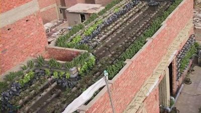 دراسة علمية بقنا: زراعة أسطح المنازل تكفي احتياجات 60 مليون مواطن