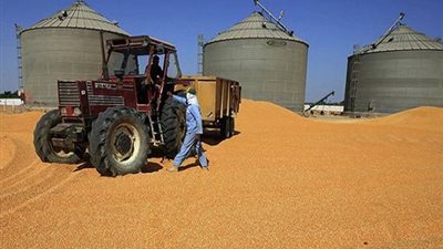 تجهيز 160 ألف جوال فارغ لمحصول القمح بالوادي الجديد