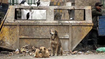 100 كلب ضال تأكل سيدة على الشاطئ أمام ابنها