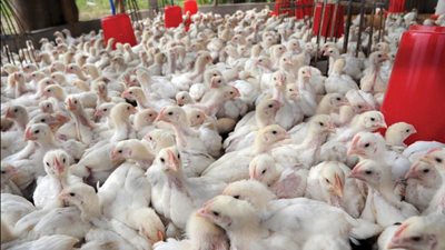 طرح 4 أطنان من الدواجن بسعر 25 جنيها للكيلو بشمال سيناء