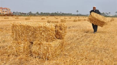 «التموين» تبدأ استلام القمح من المزارعين بـ 420 جنيها للإردب