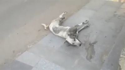 بالفيديو.. تسميم الكلاب بجامعة القاهرة.. وجابر نصار: نبيدهم بشكل قانوني