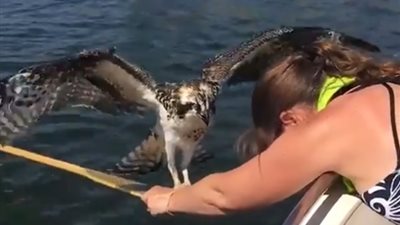 امرأة شجاعة تنقذ طائرا جارحا من الغرق (فيديو)