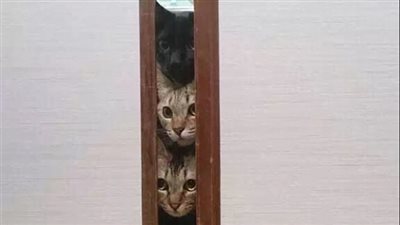 بالصور.. رد فعل القطط والكلاب على تجارب يخوضونها للمرة الأولى