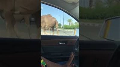 تجول ناقة وصغيرها داخل حرم جامعة يثير استياء الطلاب (فيديو)