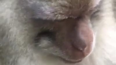 القرود تهاجم أحمد الفيشاوي في أندونيسيا بسبب الطعام (فيديو)