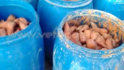 بالصور.. ضبط معمل مخلل داخل بيارة صرف بالغربية