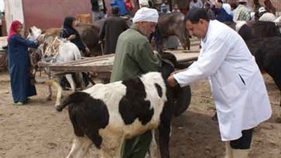 تحصين 65 ألف رأس ماشية ضد الحمى القلاعية بدمياط