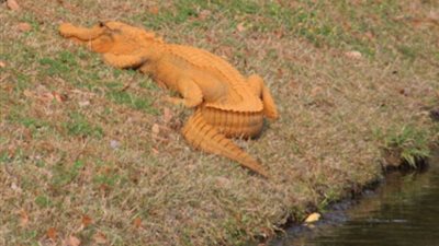 بالفيديو والصور.. تمساح يتسبب في السخرية من «ترامب»