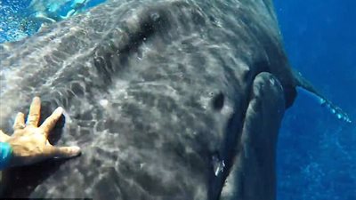 حوت ينقذ رجل من هجوم قرش في مشهد لا يصدق (صور)