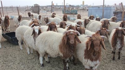 أماكن بيع «التموين» للخراف الحية في القاهرة والجيزة
