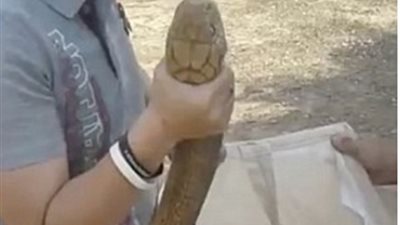بالفيديو والصور.. شاب يسيطر على كوبرا ضخمة بيديه العاريتين
