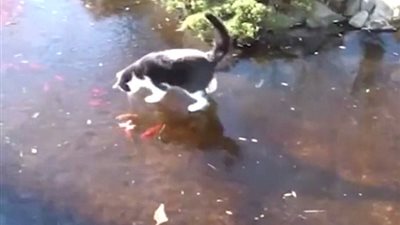 قطة يائسة تطارد أسماك ببحيرة متجمدة (فيديو وصور)